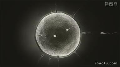 人类精子和卵子黑白分明的概念